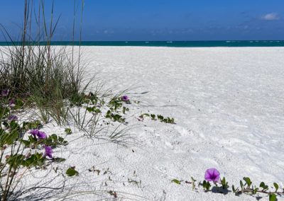 2022-05-26 USA Florida Beercan Island Gibby Point Beach green flowers ocean white sand nature wild