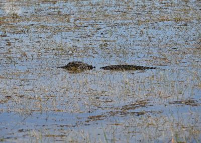2022-05-30 USA Florida Everglades National Park alligator water nature wild green