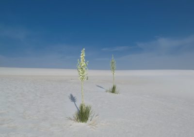 2022-06-09 USA New Mexico White Sands National Park day daylight plants desert white sand gypsum vegetation