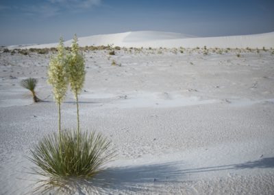 2022-06-09 USA New Mexico White Sands National Park Tag Tageslicht Dünen weisse Sand Gyps Nationalpark Wüste wilde Pflanze