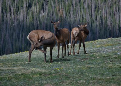 2022-06-26 USA Colorado Rocky Mountain National Park Trail Ridge Road wildlife deer nature animal fauna tundra flowers