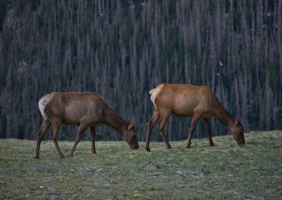 2022-06-26 USA Colorado Rocky Mountain National Park Trail Ridge Road Wildlife deer Hirsche Natur Fauna Tundra Blumen Wiese