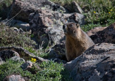 2022-06-24 USA Colorado Rocky Mountain National Park Ute Trail hike trail animals wildlife marmot landscape nature greens tundra fauna flowers rocks