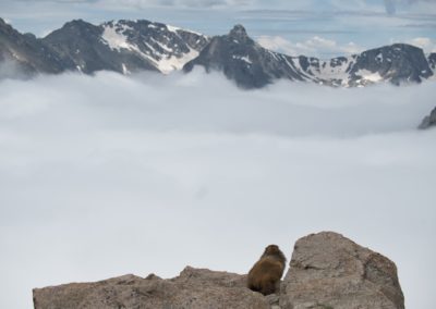 2022-06-26 Etats-Unis Colorado Rocky Mountain National Park Trail Ridge Road parc national montagnes paysage panorama nuages wildlife faune marmotte animal