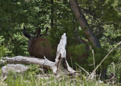 2022-06-28 USA Colorado Rocky Mountain National Park elk wapiti nature animal wildlife forest