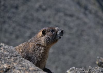 2022-06-28 USA Colorado Rocky Mountain National Park Mount Ida Hike nature wildlife rocks animal marmot fauna