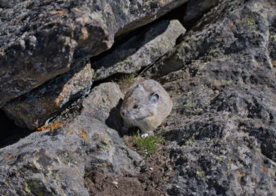 2022-06-28 USA Colorado Rocky Mountain National Park Mount Ida Hike nature wildlife rocks animal pika fauna
