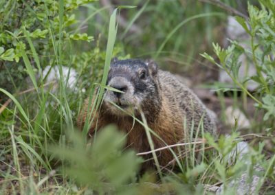 2022-07-03 USA Wyoming Grand Teton National Park Cascade Canyon Solitude Lake Hike wildlife nature greens animal marmot