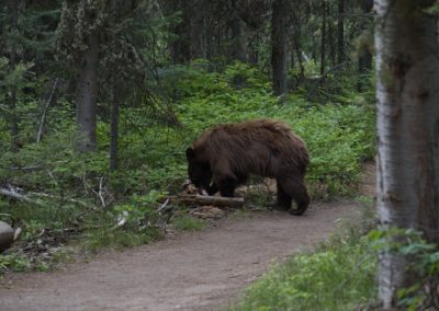 2022-07-06 USA Wyoming Grand Teton National Park Taggart Lake Hike forest animal bear black bear