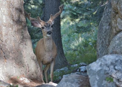 2022-07-11 USA Wyoming Grand Teton National Park Delta Lake Hike forest nature hike animal wildlife mule deer