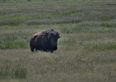 2022-07-12 USA Wyoming Grand Teton National Park Elk Ranch Turnout nature greens animal wildlife bison