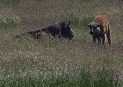 2022-07-12 USA Wyoming Grand Teton National Park Elk Ranch Turnout nature greens animal wildlife bisons baby bison calf