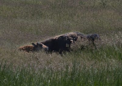 2022-07-12 USA Wyoming Grand Teton National Park Elk Ranch Turnout Nationalpark Natur Grüne Tier Tiere Tierwelt Wildlife Bisons Bisonkalb Kalb Bison-Kalb