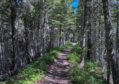 2022-07-17 USA Montana Glacier National Park Cracker Lake Hike greens nature forest trees pine trees trail