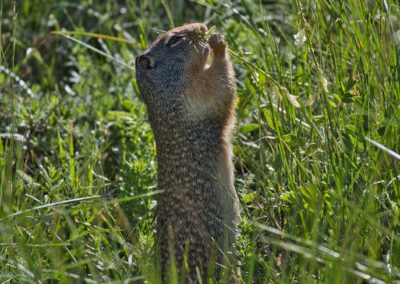 2022-07-17 USA Montana Glacier National Park Cracker Lake Hike greens nature ground squirrel wildlife animal