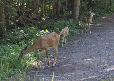 2022-07-20 USA Montana Glacier National Park Wildlife fauna animal animals nature mule deer fawn