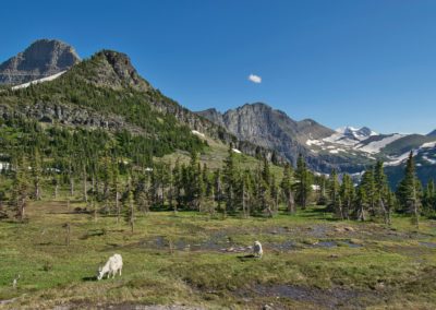 2022-07-23 USA Montana Glacier National Park Hidden Lake Hike greens mountain goats wildlife animals fauna