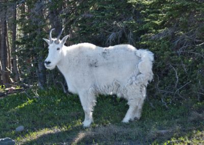 2022-07-23 USA Montana Glacier National Park Wildlife fauna animal animals nature Mountain Goat