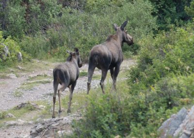 2022-07-29 USA Montana Glacier National Park Wildlife fauna animal animals nature moose many glacier