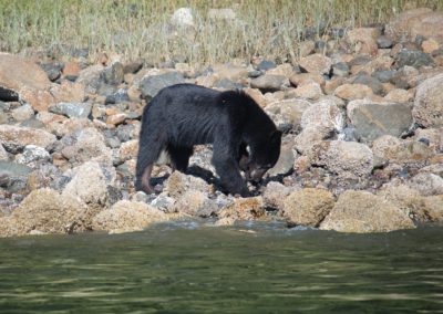 2022-08-10 Canada British Columbia Vancouver Island Tofino Bear Watching Tour animal animals nature wildlife black bear low tide feeding food