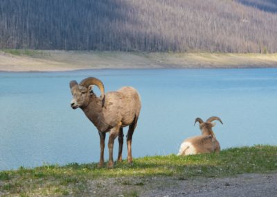 2019-05-30 Canada Alberta Jasper National Park Maligne Valley Medicine Lake wildlife animals bighorn sheep