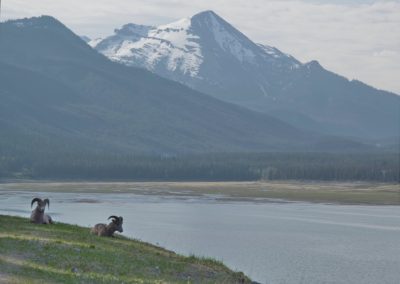 2019-05-30 Canada Alberta Jasper National Park Maligne Valley Medicine Lake wildlife animals bighorn sheep