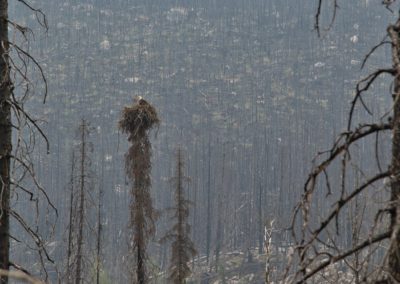 2019-05-30 Canada Alberta Jasper National Park Maligne Valley Medicine Lake trees wildlife eagle nest