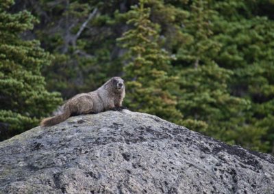2022-08-15 Canada British Columbia Whistler Blackcomb Mountain Blackcomb Meadows Trail hike mountains landscape greens wildlife animal marmot