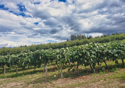 2022-08-27 Canada British Columbia Okanagan Valley Kelowna vineyards vines wine