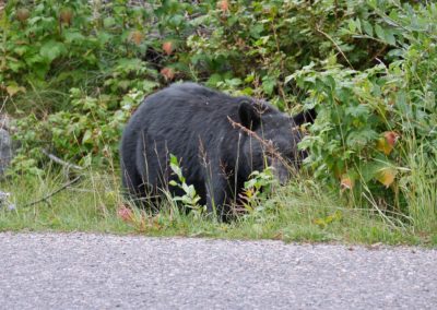 2022-09-01 Canada Alberta Jasper National Park Maligne Valley Medicine Lake lac wildlife animal black bear