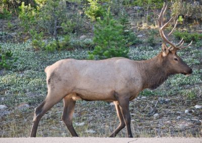 2022-09-01 Canada Alberta Jasper National Park nature wildlife elk wapiti animal
