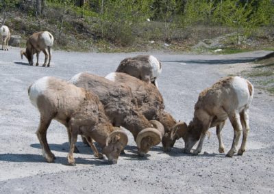2019-05-28 Canada Alberta Banff National Park Icefields Parkway Promenade des Glaciers scenic road nature landscape mountains forest road roadtrip trip bighorn sheep wildlife animal animals