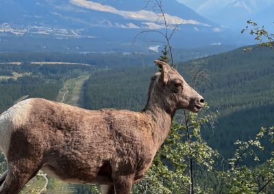 2022-09-11 Canada Alberta Canmore wildlife animal nature bighorn sheep
