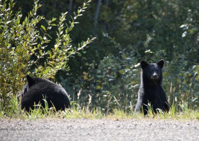 2022-09-14 Canada British Columbia Yukon Road Trip World Famous Alaska Highway nature wildlife black bears mama cub