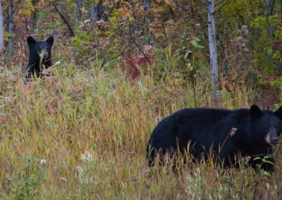2022-09-15 Canada British Columbia Yukon Road Trip World Famous Alaska Highway nature wildlife black bears mama cub
