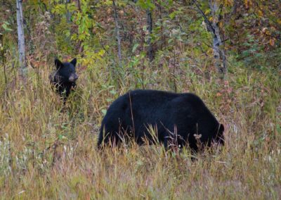 2022-09-15 Canada British Columbia Yukon Road Trip World Famous Alaska Highway nature wildlife black bears mama cub