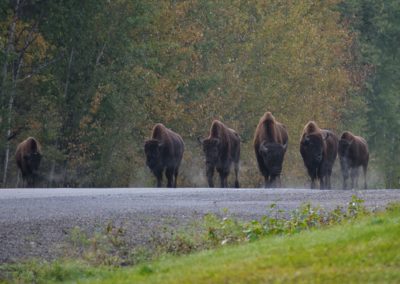 2022-09-15 Canada British Columbia Yukon Road Trip World Famous Alaska Highway nature wildlife bison bisons