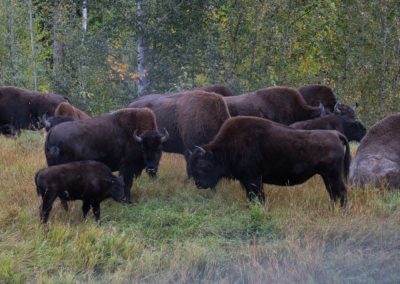 2022-09-15 Kanada British Columbia Britisch-Kolumbien Yukon Road Trip Roadtrip World Famous Alaska Highway Natur Wildlife Tiere Tier Tierwelt Bison Bisons