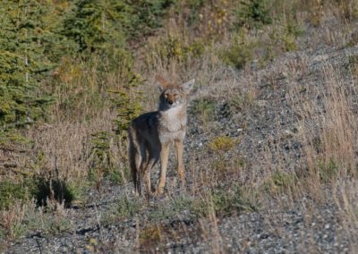 2022-09-15 Canada British Columbia Colombie-Britannique Yukon Road Trip World Famous Alaska Highway nature wildlife faune coyote
