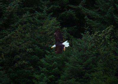 2022-09-22 USA Alaska Valley of the Eagles Haines nature wildlife bird animal bald eagle Chilkoot River
