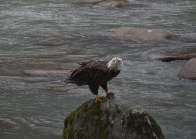 2022-09-22 USA Alaska Valley of the Eagles Haines nature wildlife bird animal bald eagle Chilkoot River