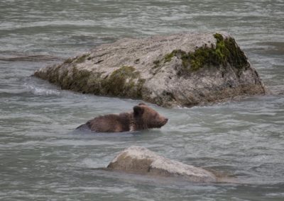 2022-09-22 USA Alaska Haines nature wildlife animal grizzly grizzlies brown bear bears salmon fishing Chilkoot River water rocks cub