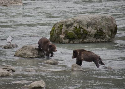 2022-09-22 USA Alaska Haines nature wildlife animal grizzly grizzlies brown bear bears salmon fishing Chilkoot River water rocks cubs