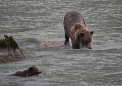 2022-09-22 USA Alaska Haines nature wildlife animal grizzly grizzlies brown bear bears salmon fishing Chilkoot River water rocks mama cub