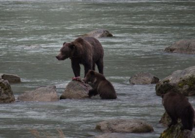 2022-09-22 USA Alaska Haines nature wildlife animal grizzly grizzlies brown bear bears salmon fishing Chilkoot River water rocks mama cubs