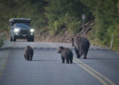 2022-09-22 USA Alaska Haines nature wildlife animal grizzly grizzlies brown bear bears salmon fishing Chilkoot River water rocks mama cubs road