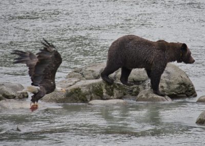 2022-09-22 USA Alaska Haines nature wildlife animal grizzly grizzlies brown bear bears salmon fishing Chilkoot River water rocks mama bald eagle