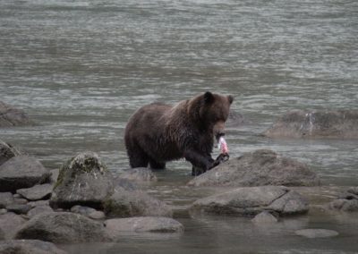 2022-09-22 USA Alaska Haines nature wildlife animal grizzly grizzlies brown bear bears salmon fishing Chilkoot River water rocks mama