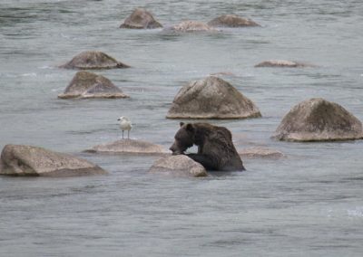2022-09-22 USA Alaska Haines nature wildlife animal grizzly grizzlies brown bear bears salmon fishing Chilkoot River water rocks mama