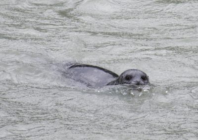 2022-09-22 USA Alaska Haines nature wildlife animal harbor seal Chilkoot River water